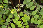 Muscarene Island leaf-flower